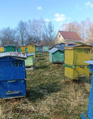 пчеловоды Смоленского муниципального округа активно ведут работу с проснувшимися пчелами - фото - 5