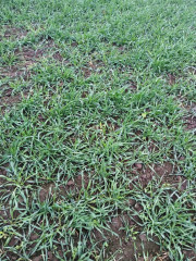 завершена посевная компания озимых культур под урожай 2026 года в Смоленском округе - фото - 3