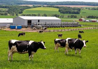 информационное сообщение о проведении отбора получателей на право получения субсидии на возмещение части затрат на повышение продуктивности в молочном скотоводстве в 2026 году - фото - 1